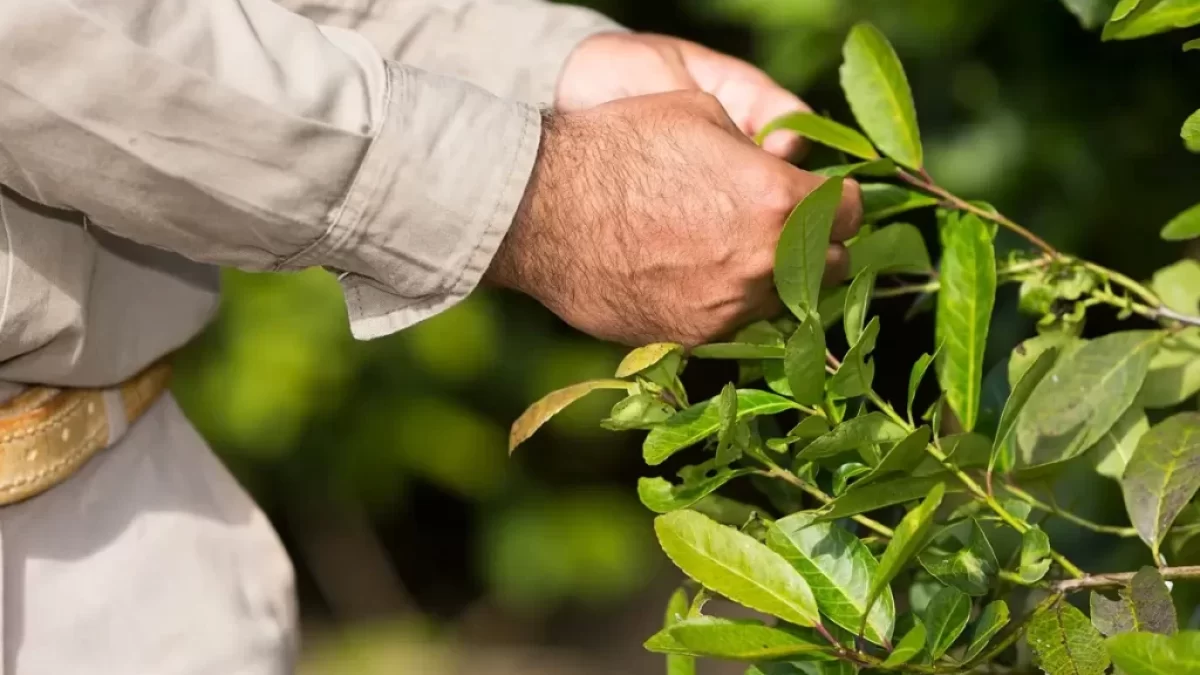 Mužské ruce trhají zelené lístky čaje yerba maté na keři