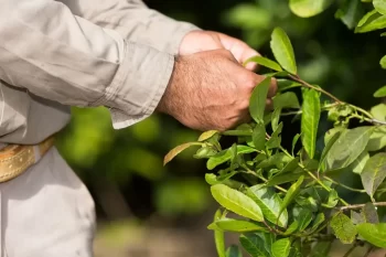Mužské ruce trhají zelené lístky čaje yerba maté na keři