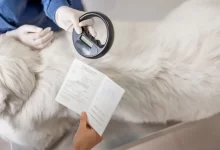 Výřez fotografie veterináře s velkým plemenem psa a čipem