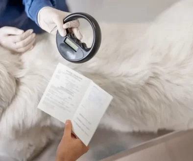 Výřez fotografie veterináře s velkým plemenem psa a čipem