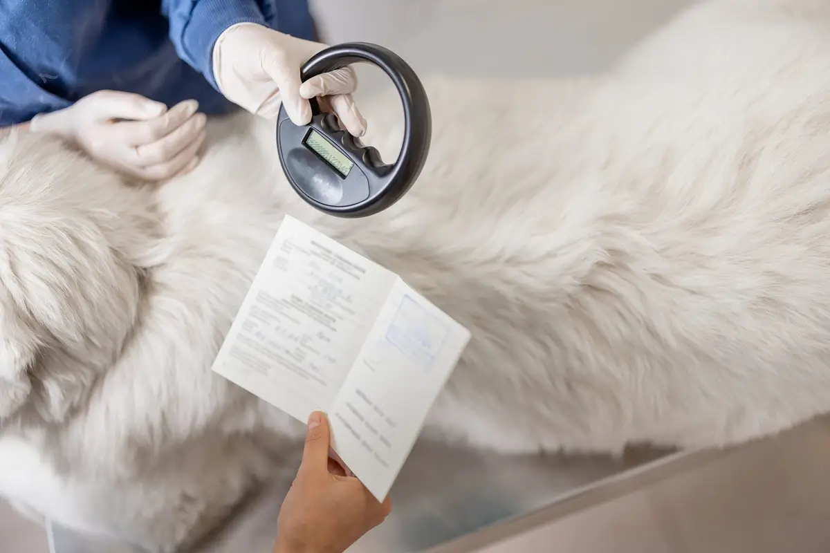 Výřez fotografie veterináře s velkým plemenem psa a čipem