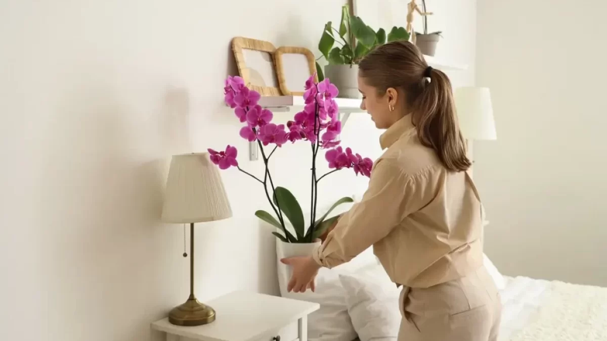 Mladá krásná žena instaluje orchidej po noční stolek v ložnici