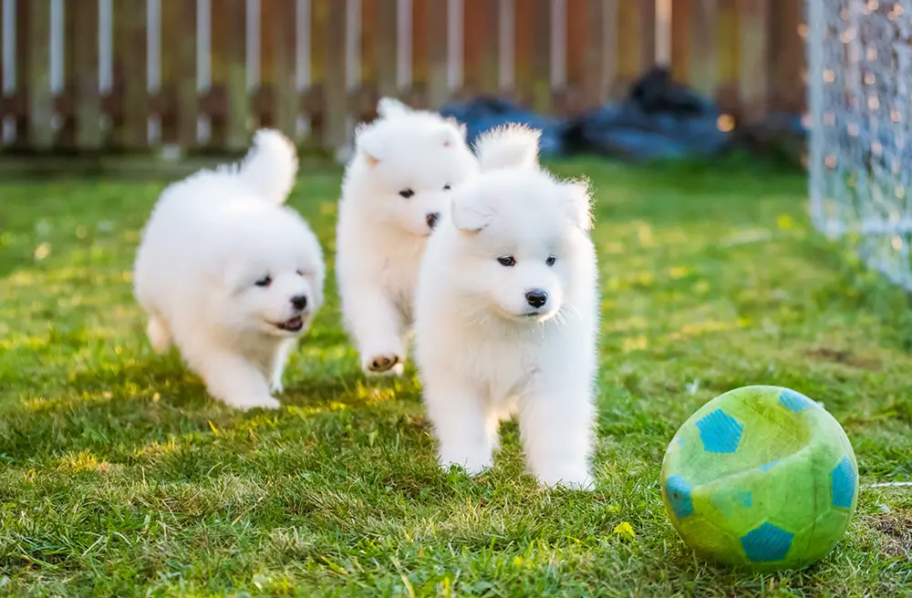 - SportDeník Samojed