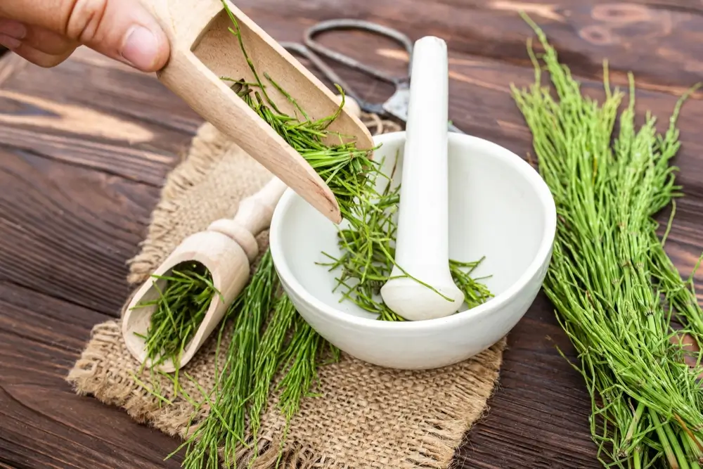 shutterstock_2159712293 - SportDeník Přeslička rolní