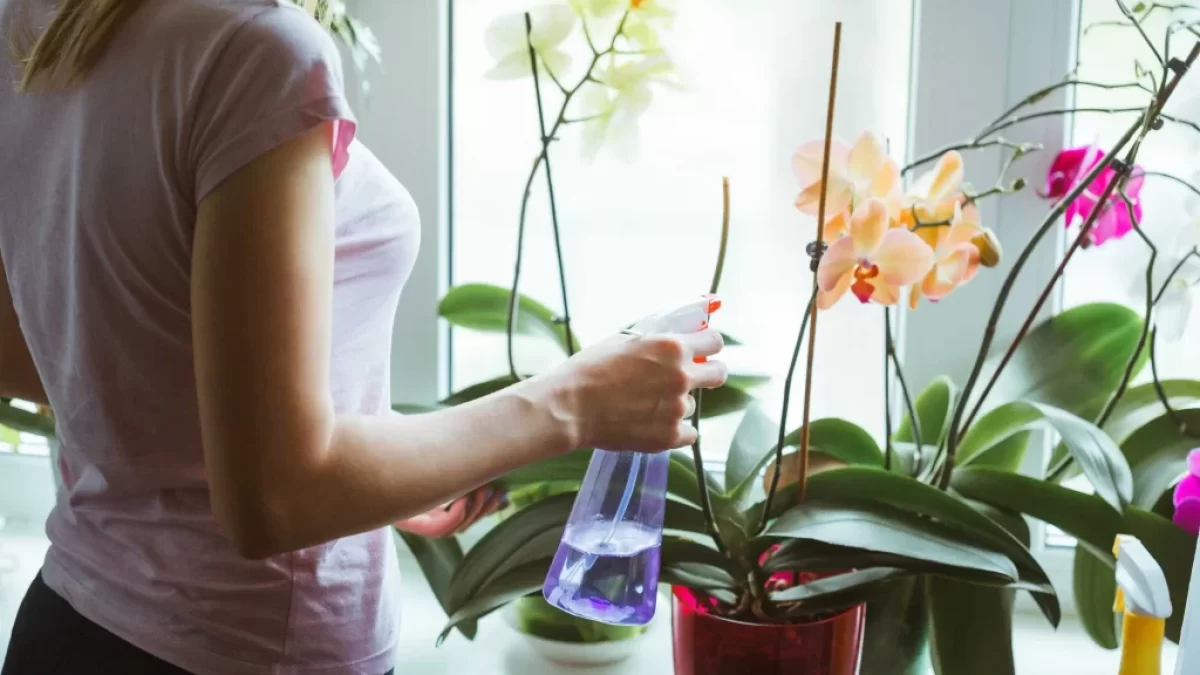 žena zalévá orchideje