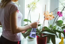 žena zalévá orchideje