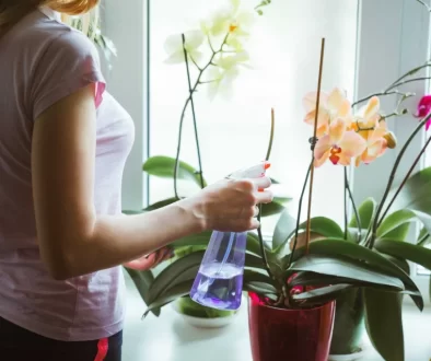 žena zalévá orchideje