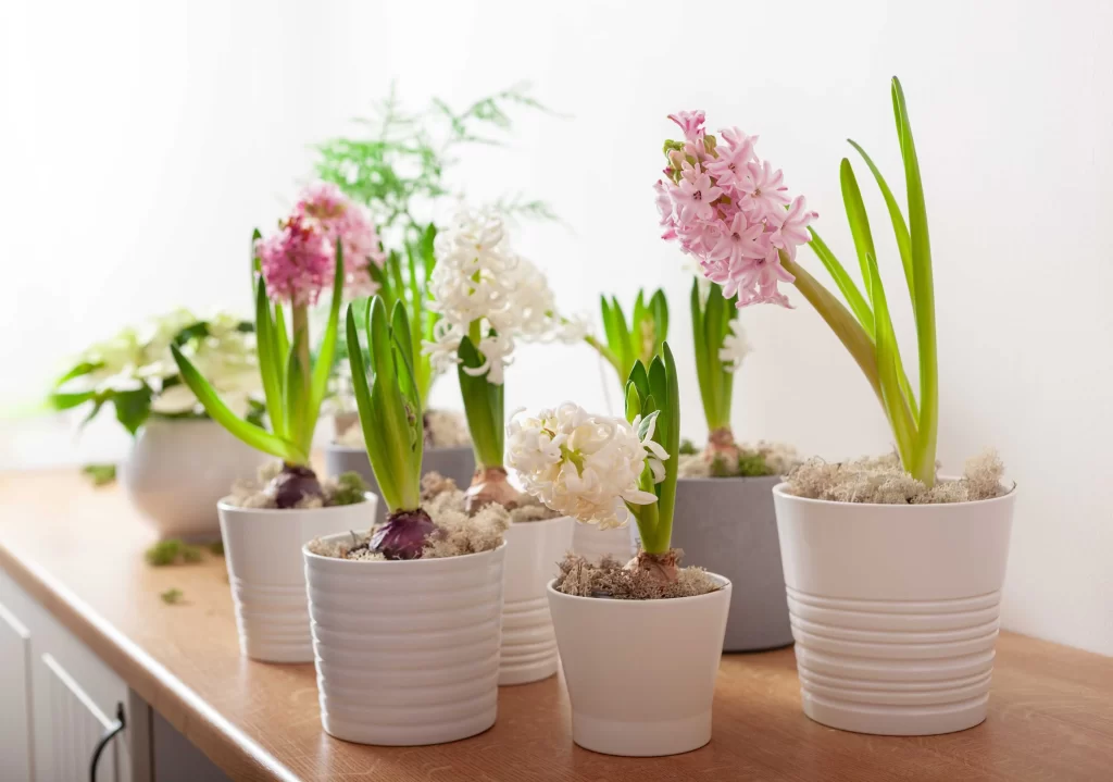 shutterstock_2449823981_optimized - SportDeník hyacinty