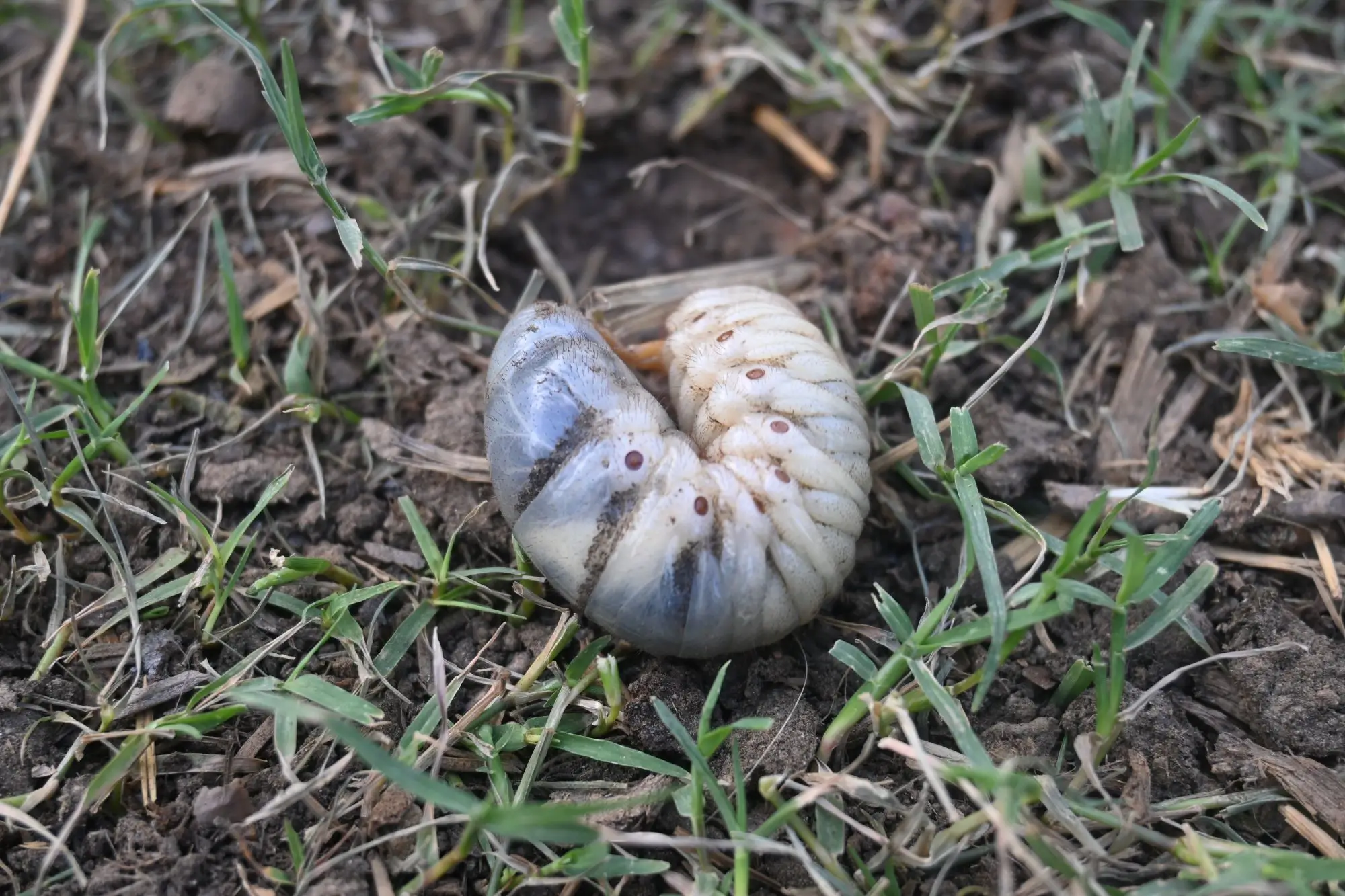 shutterstock_2474238277 - SportDeník larva chrousta
