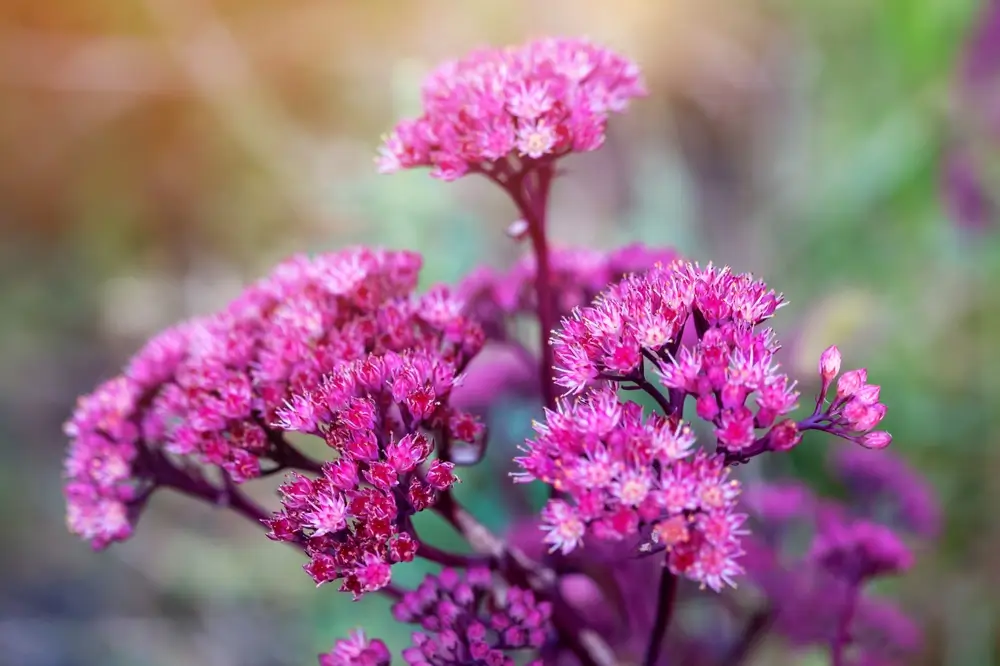 shutterstock_2550627333 - SportDeník Rozchodník, Sedum
