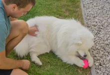Za tohle plemeno dáte 340 tisíc. Češi ho milují, i když si s ním podepisují ortel nad vlastní peněženkou