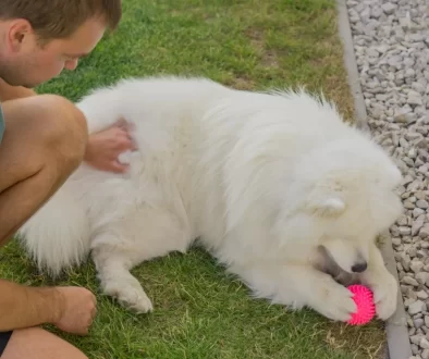 Za tohle plemeno dáte 340 tisíc. Češi ho milují, i když si s ním podepisují ortel nad vlastní peněženkou