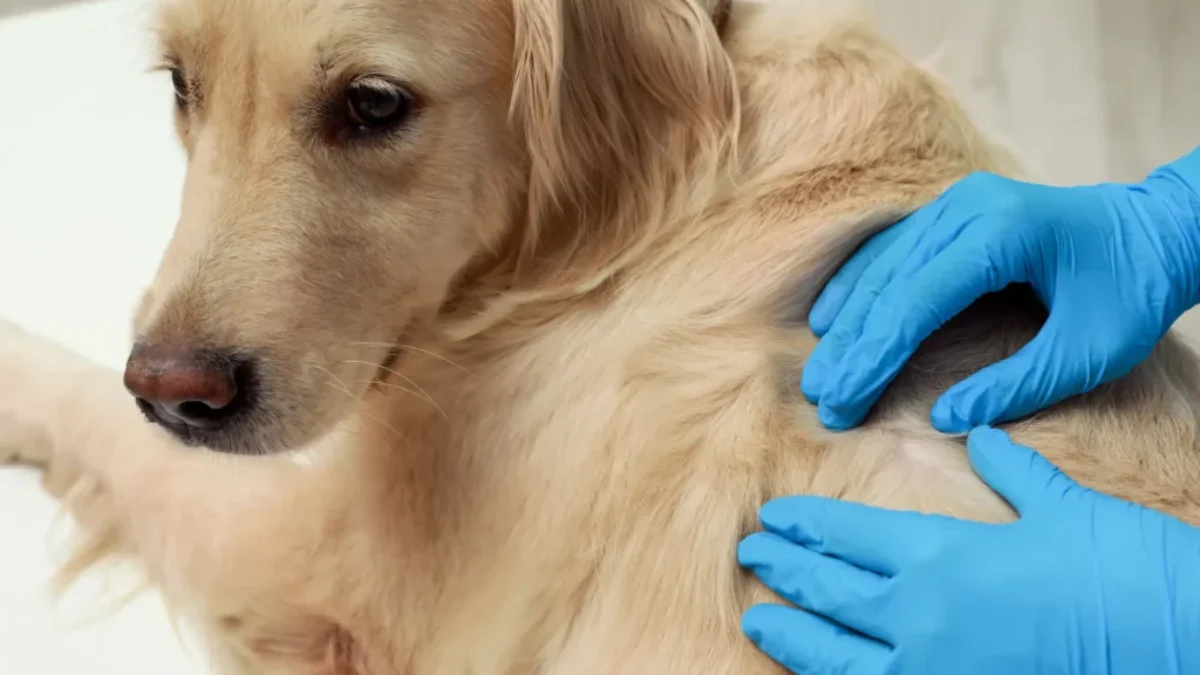 Ruce veterináře v rukavicích prohlížejí srst zlatého retrívra
