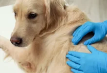 Ruce veterináře v rukavicích prohlížejí srst zlatého retrívra