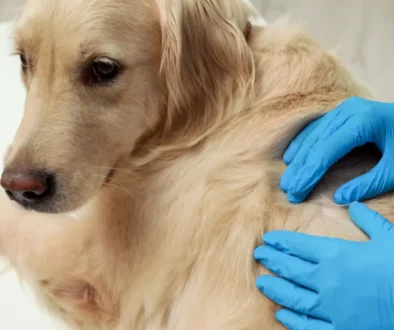 Ruce veterináře v rukavicích prohlížejí srst zlatého retrívra