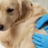 Ruce veterináře v rukavicích prohlížejí srst zlatého retrívra