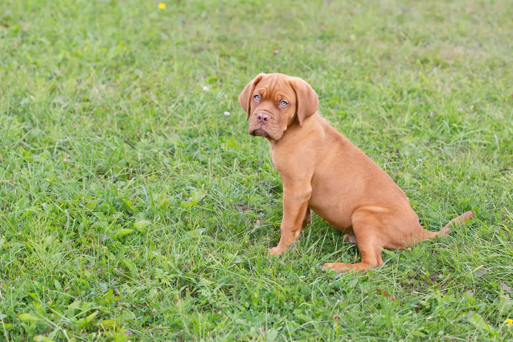Bordeauxská doga, štěně 