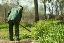 Starý muž obdělává políčko