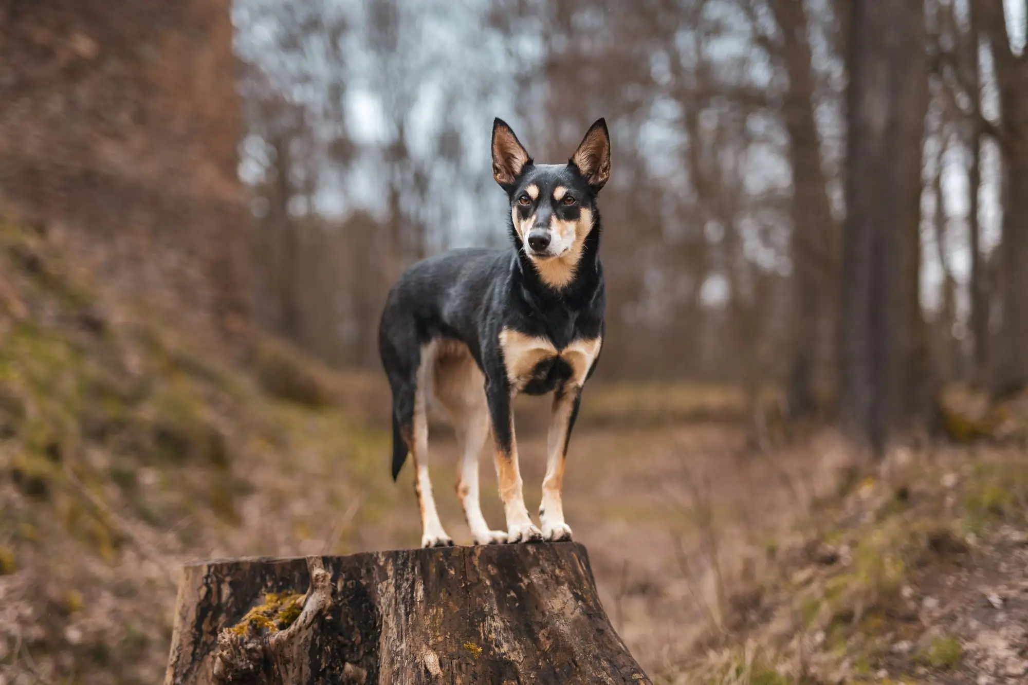 shutterstock_2402307631 - SportDeník Australská kelpie