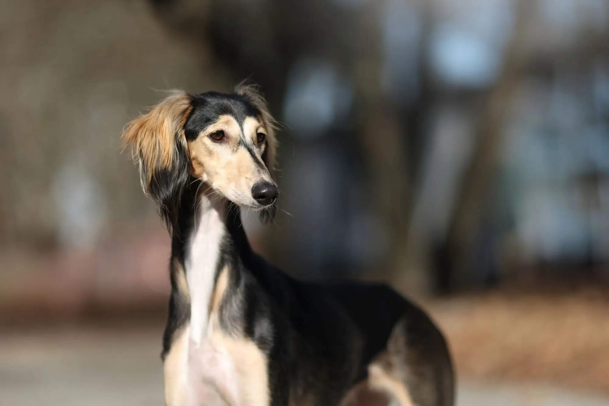 shutterstock_2470932175 - SportDeník Saluki