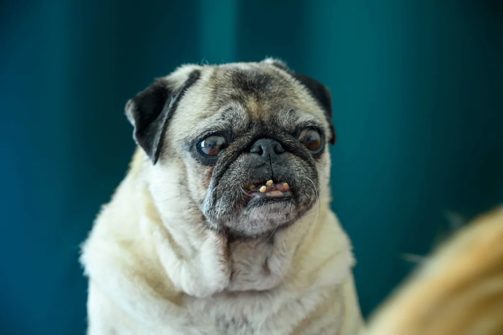 mops