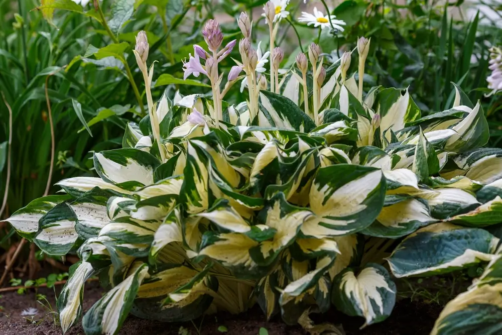 Hosta
