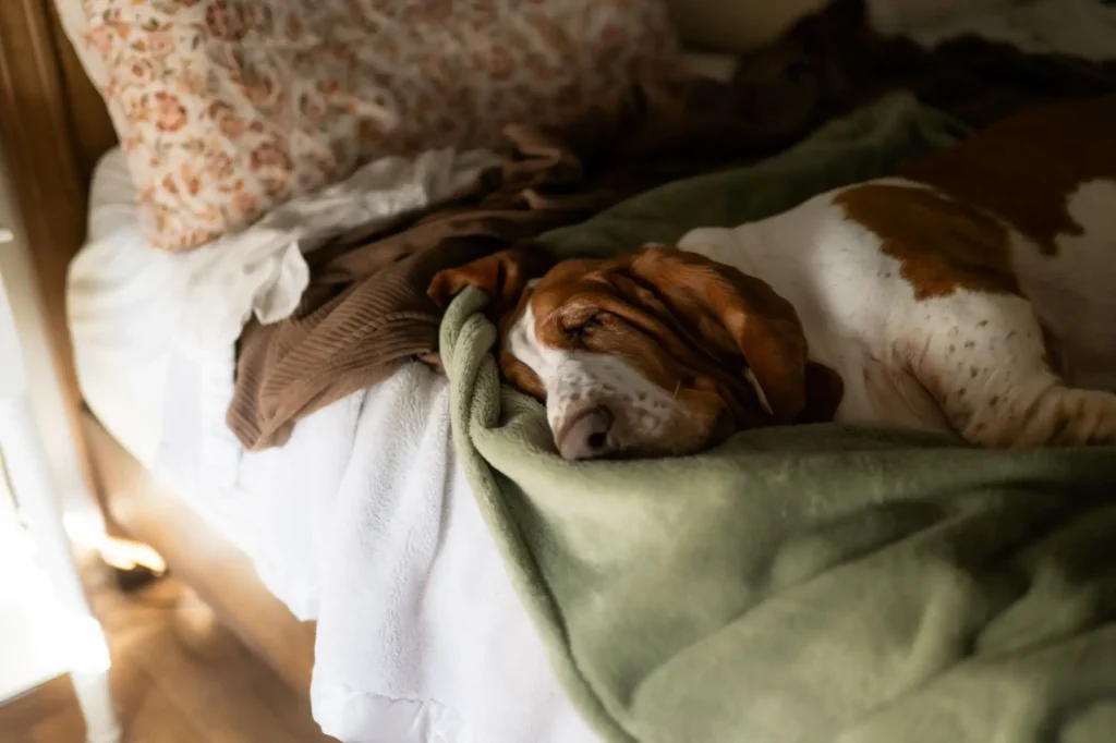 basset spící v posteli