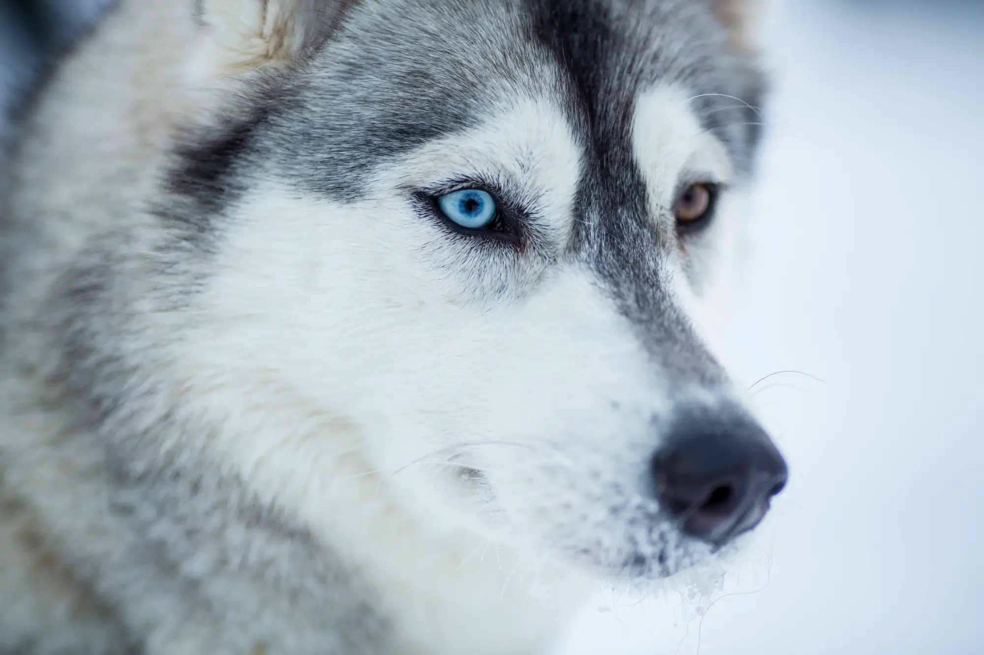 Shutterstock_124039438 - SportDeník Sibiřský husky s heterochromií