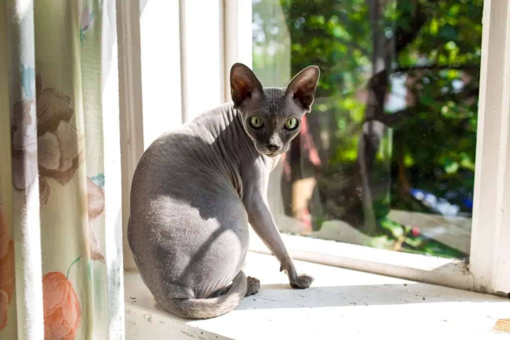 Sphynx