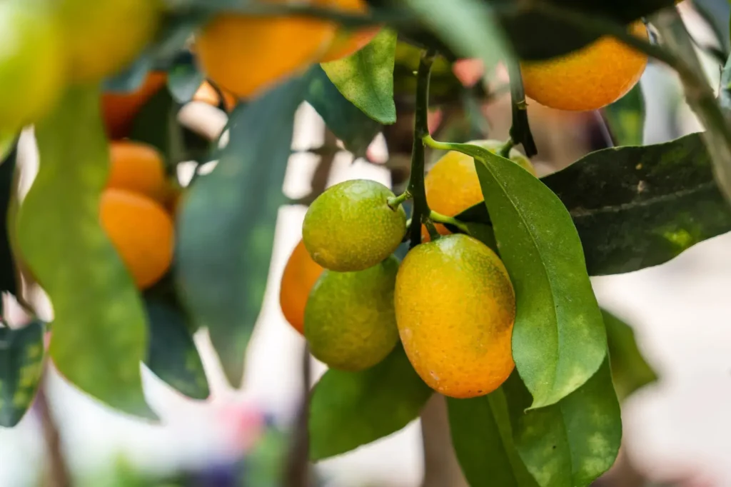 Citrusy kumquat