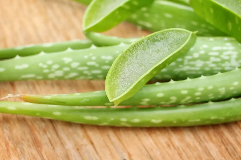 dužina aloe vera
