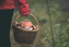 žena nese košík plný hub