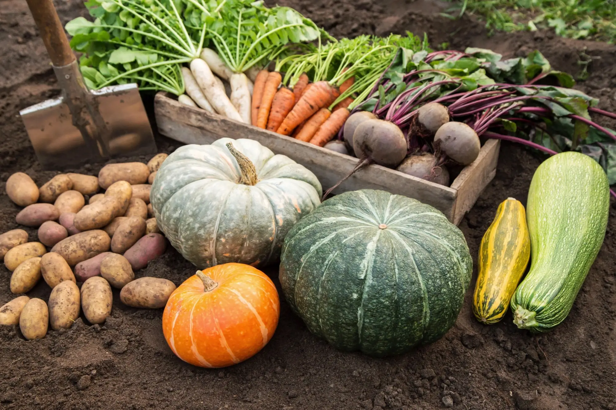 Shutterstock_2374051559 - SportDeník zelenina
