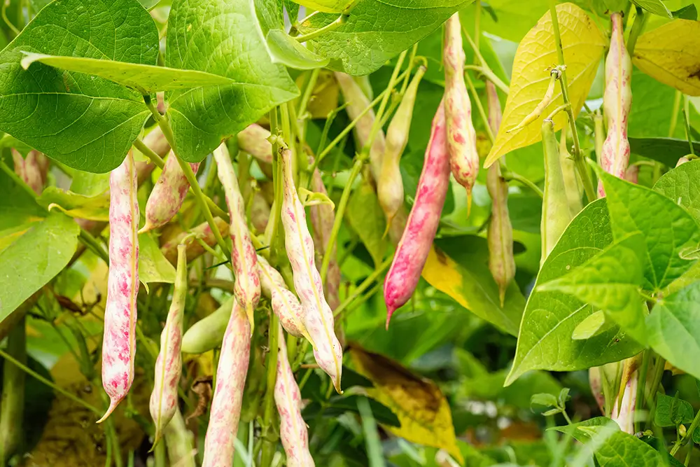 Syrové fazole obsahují několik toxických látek a mohou vyvolat otravu. - SportDeník dozrávající fazole