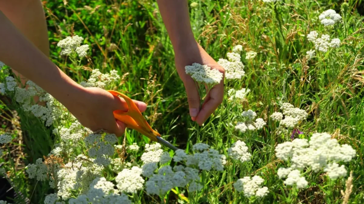 žena stříhá nůžkami řebříček v trávě