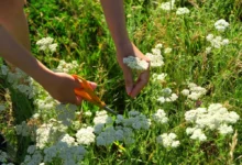 žena stříhá nůžkami řebříček v trávě