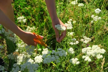 žena stříhá nůžkami řebříček v trávě