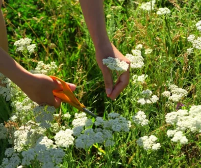 žena stříhá nůžkami řebříček v trávě