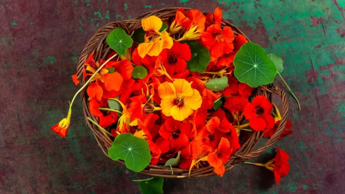 Barevná květinka je ve skutečnosti mocnou přírodní zbraní. nasbíraná lichořeřišnice v košíku