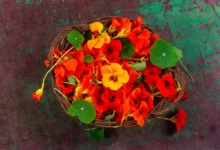 nasbíraná lichořeřišnice v košíku