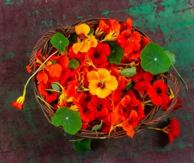 Barevná květinka je ve skutečnosti mocnou přírodní zbraní. Zdroj nasbíraná lichořeřišnice v košíku