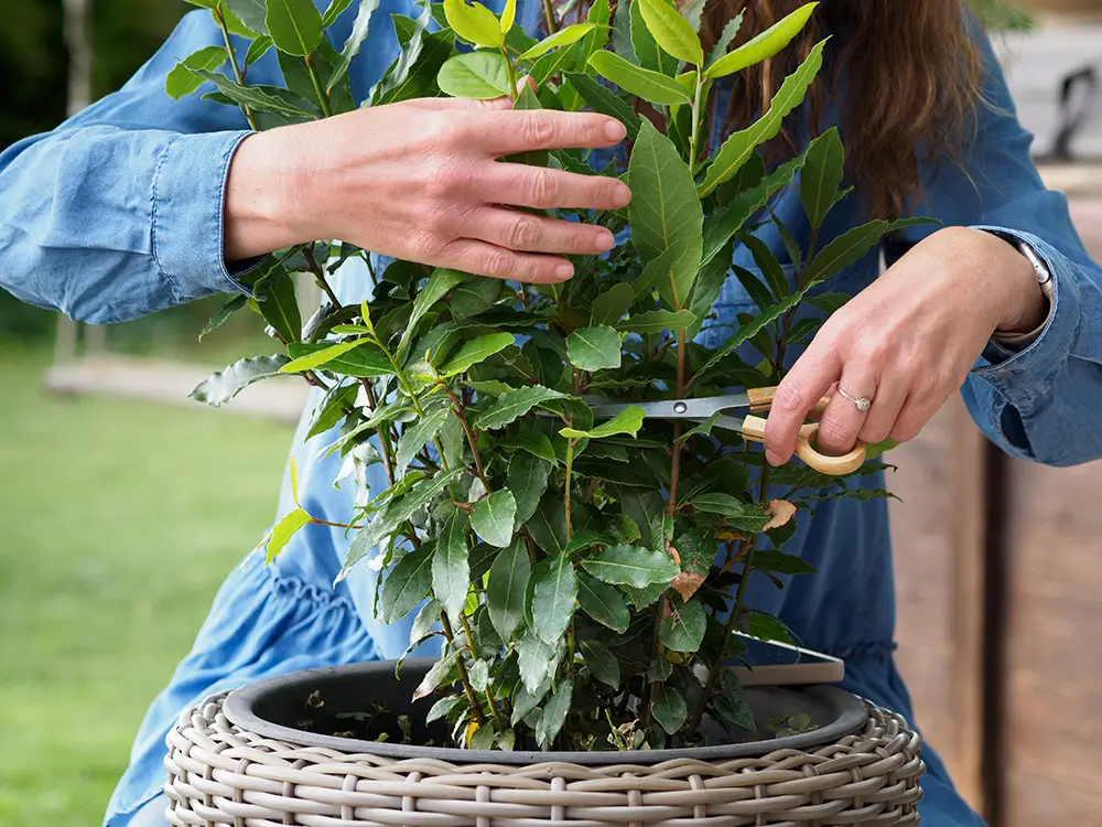žena stříhá bobkový list