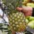 detail na ruku v supermarketu držící ananas