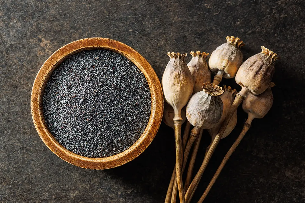 Maková semena mají vysoký obsah vlákniny a bílkovin. - SportDeník mák a makovice