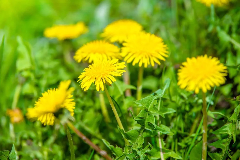 shutterstock_2584991195 - SportDeník pampeliška v trávě