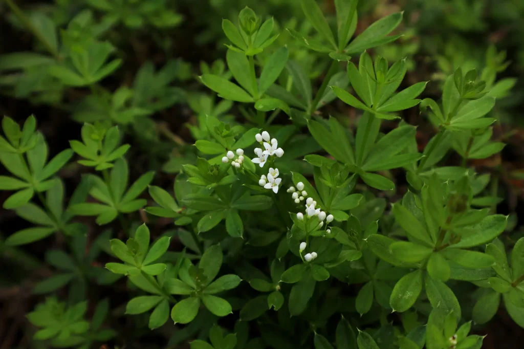 Hrnek svízelového čaje denně pročistí lymfatické žlázy, ledviny, játra, slinivku a slezinu. Zdroj: Shutterstock - SportDeník svízel