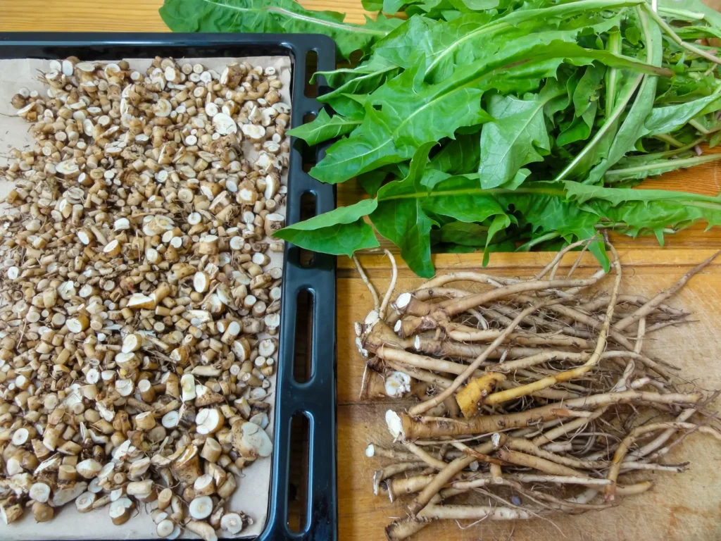 shutterstock_722551216 - SportDeník pokrájený kořen pampelišky na plechu