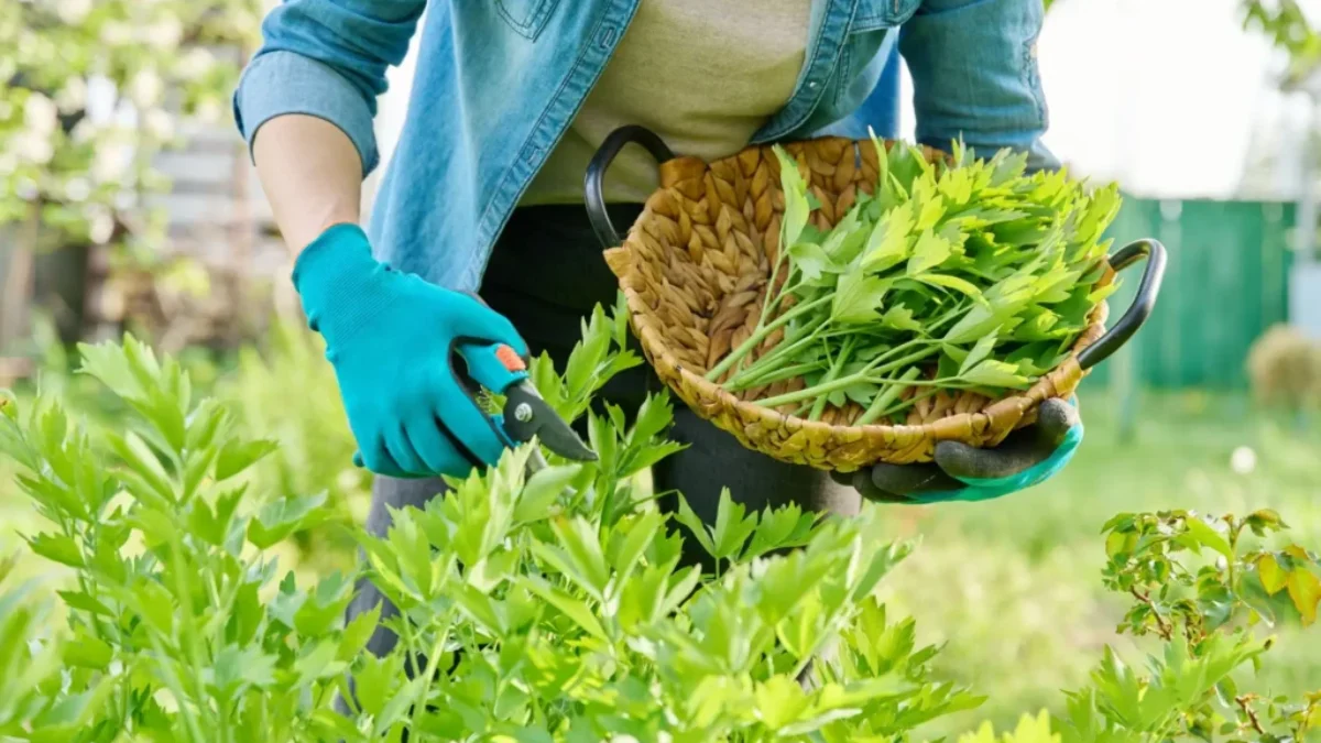 žena stříhá libeček do košíčku