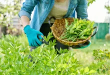 žena stříhá libeček do košíčku