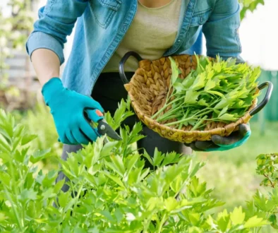 žena stříhá libeček do košíčku